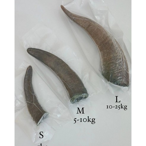댕댕점빵 자연방목 흑염소뿔 천연수제껌 오래먹는간식 수제간식, 1개, 130g, m 흑염소뿔껌 댕댕점빵 자연방목 흑염소뿔 천연수제껌 오래먹는간식 수제간식, 1개, 130g, m 흑염소뿔껌