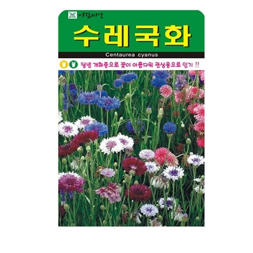 수레국화 씨앗 500립, 1개