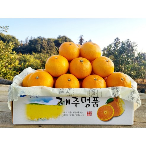 제주스카이팜 - 천혜향 산지직송 특가판매 천혜향 가정용 3kg 5kg, 천혜향 가정용 3kg (9-18과)