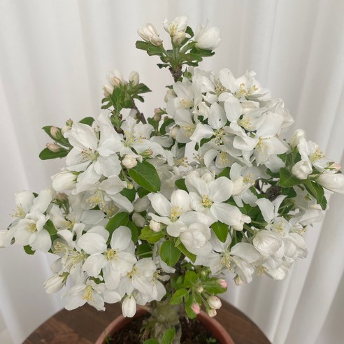 앙증맞은 행복, 애기사과나무 꽃사과 꽃화분으로 싱그러운 일상을 가꾸다