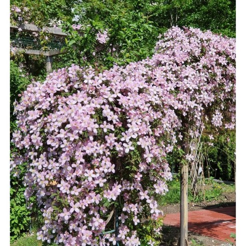 핑크빛 설렘 한가득, 클레마티스 몬타나핑크로 집안에 생기를 더하세요!