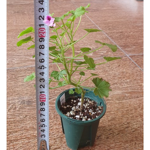 콴탁메티 외목대로 당신의 공간에 싱그러운 변화를 선물하세요!