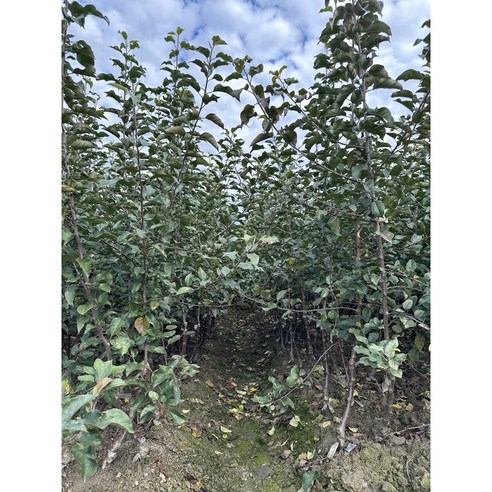 미야비부사 사과나무 묘목으로 정원에 풍요로운 결실을 더하세요