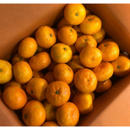 달콤함이 남다른 16브릭스 카라향 귤, 인생 귤 될까?