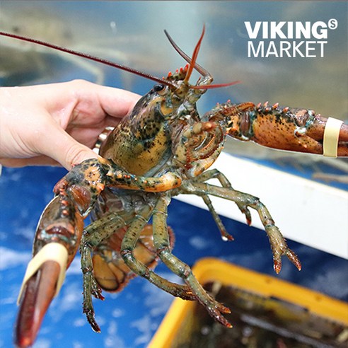 신선하고 맛있는 살아있는 캐나다 활 랍스터로 해산물 요리에 활력을 불어넣으세요.