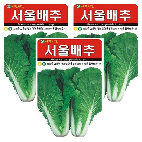 서울배추 씨앗 조선배추씨앗 종자 씨, 3개