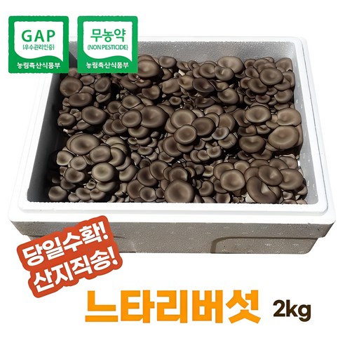 [산지직송]무농약느타리버섯2kg(무료배송)