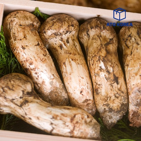 특A급 자연산 송이버섯, 명절의 품격을 높이다 자연산송이버섯