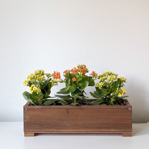 자연을 담은 공간, 직사각 방부목 화분으로 시작하는 나만의 작은 정원