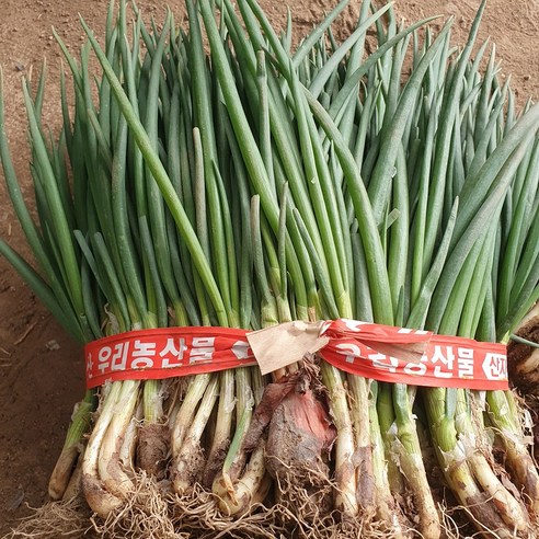 [당일수확] 청정 고흥 흙쪽파 쪽파 scallion spring onion, 1박스, 1kg Best Top5