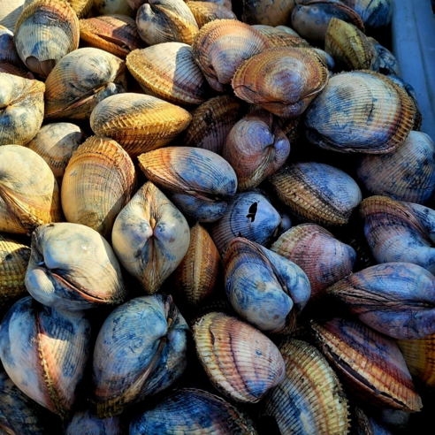 오늘 저녁, 쫄깃탱글 여수 새조개 샤브샤브로 특별한 만찬을 즐겨보세요!