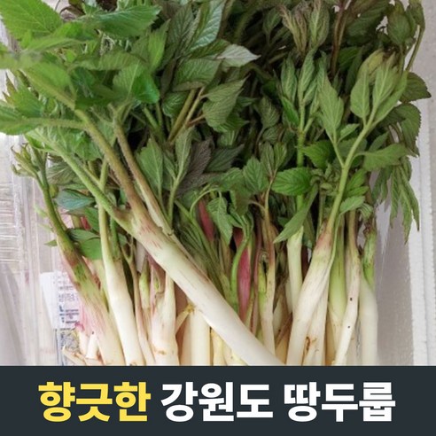 [농장직송] 향긋한 강원도 땅두룹 두룹나물 500g 1kg 2kg 국산두룹 봄나물 제철나물 제철음식 봄두룹 땅두룹 참두릅 자연산두릅1kg 두릅 땅두릅 두릎 엄나무순 두릅1kg, 1개, 3kg