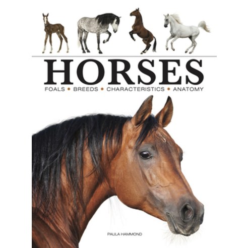 (영문도서) Horses Paperback, Amber Books, English, 9781838862596