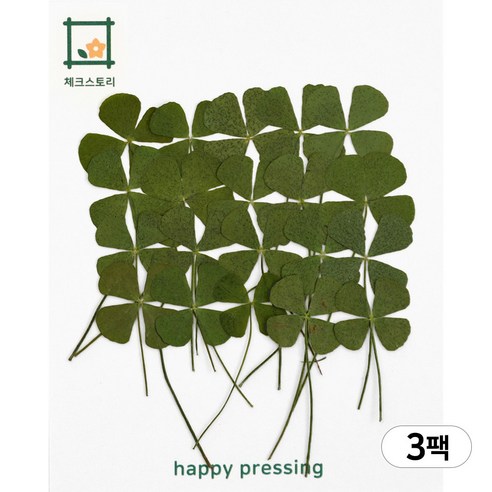 체크스토리 네잎클로버 연그린 3팩세트 압화 행운의선물 조화 압화꽃 압화팩, 연그린 대(3팩)