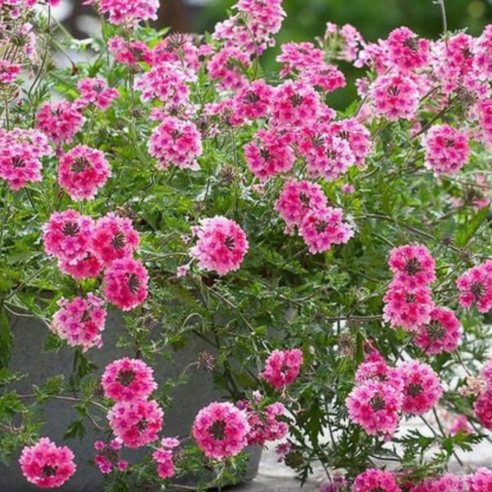 파라솔버베나 핑크 다년초 묘종 3개묶음 늘어지며 상시개화 지피식물 10cm화분묘 꽃심야생화, 3개