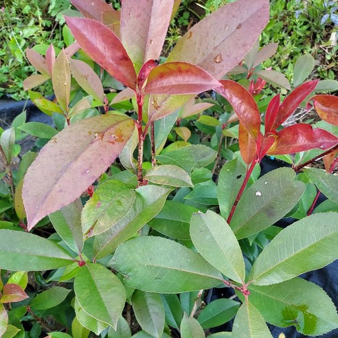 아름다움과 실용성을 갖춘 홍가시나무