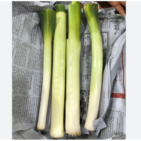 맑은상점 양대파 릭: 벨기에의 햇살을 머금은 달콤한 풍미 양대파