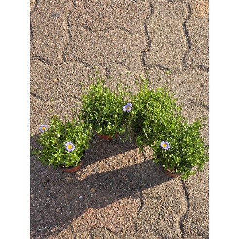 삭막한 베란다, 페르시아블루데이지로 나만의 작은 정원을! (노지월동 가능!) 청화국