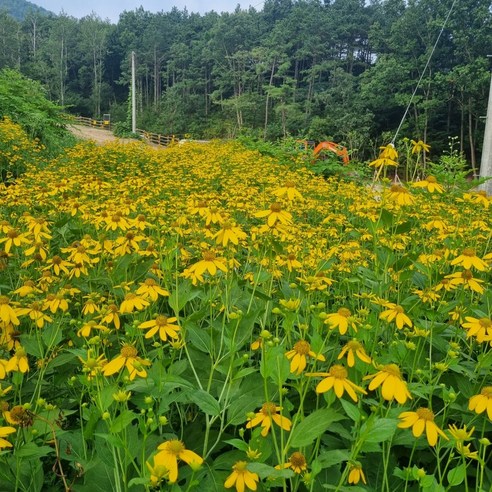 삭막한 도시 정원, 삼잎국화로 생기를 불어넣다: 싱그러운 일상 만들기 삼잎국화모종