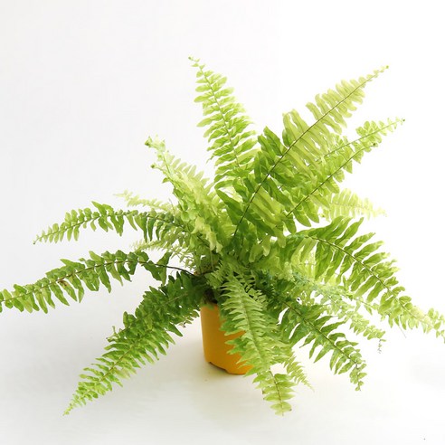 삭막한 내 방에 생기를 불어넣다! 무늬보스턴고사리 하나로 완성하는 싱그러운 변화 무늬보스턴고사리