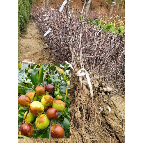 달콤한 결실을 기다리는 설렘, 사과대추나무 왕대추를 만나다 대추나무묘목