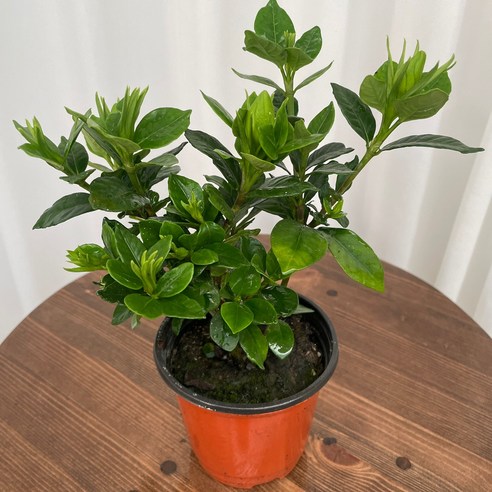 향긋한 꽃치자, 당신의 공간에 싱그러운 숨결을 더하다