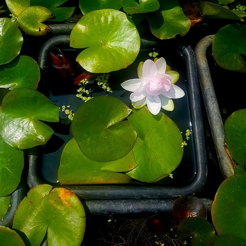 수련 연1+1포트 수생식물 연못식물, 1개