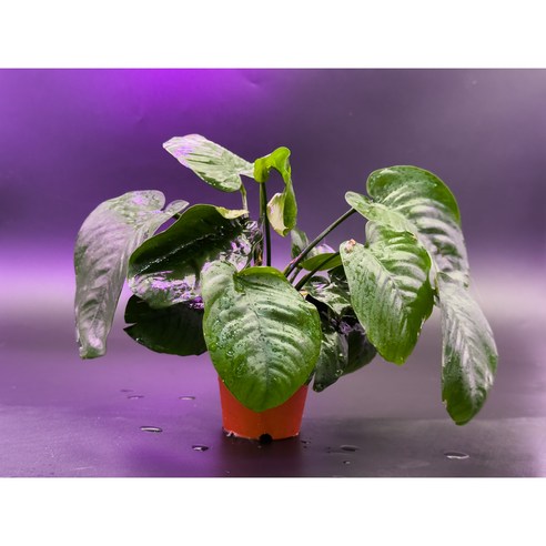 어항 초보도 OK! 힐링을 선사하는 아누비아스 나나