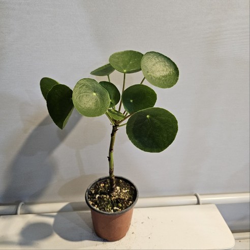 동글 잎사귀 필레아페페로 집 안 분위기 UP!