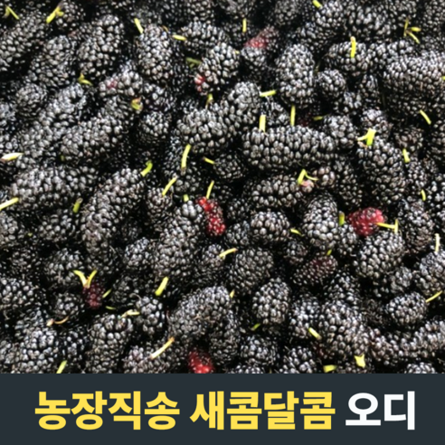 [농장직송] 새콤달콤 오디 1kg 2kg 4kg 5kg 8kg 10kg 오디생과 냉동오디 오디 오디즙 냉동오디5kg 햇오디 복분자 고창오디 오디생과5kg 오디즙100프로, 1개, [인기] 특품 4kg (급냉)