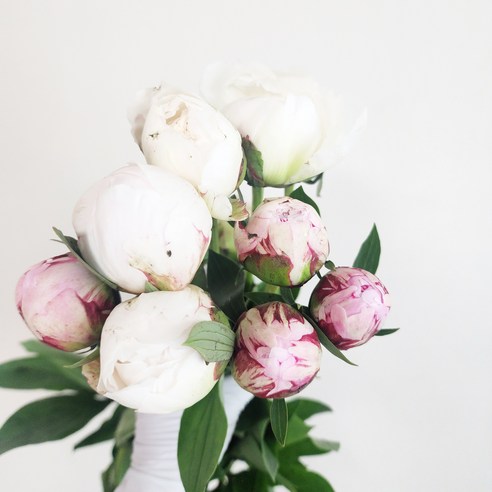 봄을 맞이하여 작약의 화려한 아름다움으로 한해를 뜻깊게 보내세요.