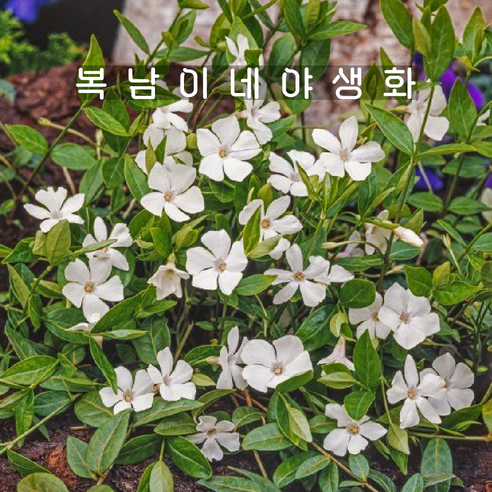 빈카 화이트 [1포트 복남이네야생화 모종 vinca minor]알바, 1개