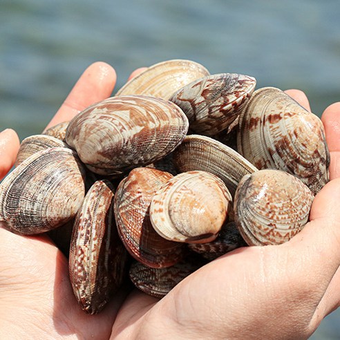 남해에서 선별된 신선하고 맛있는 왕바지락