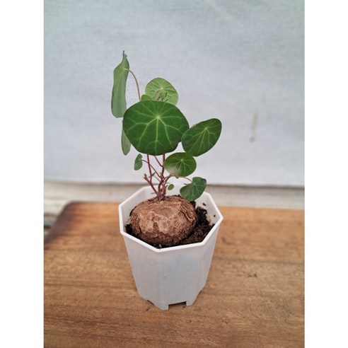 똥글뱅이 매력에 퐁당! 스테파니아 에렉타, 당신의 공간에 예술을 더하세요 아프리카식물