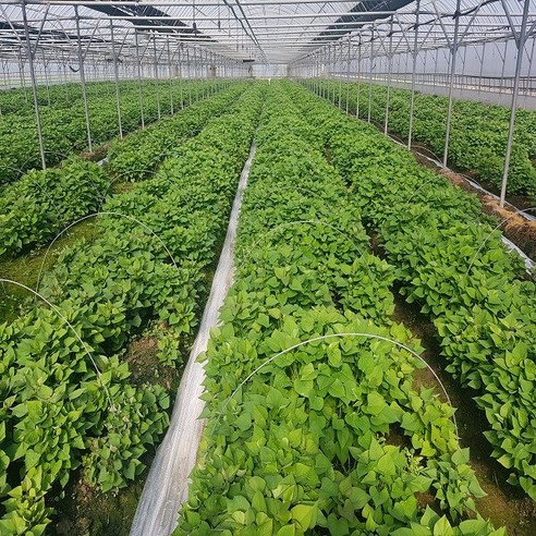 주말농장 초보도 달콤한 꿀고구마를 수확하는 기쁨!