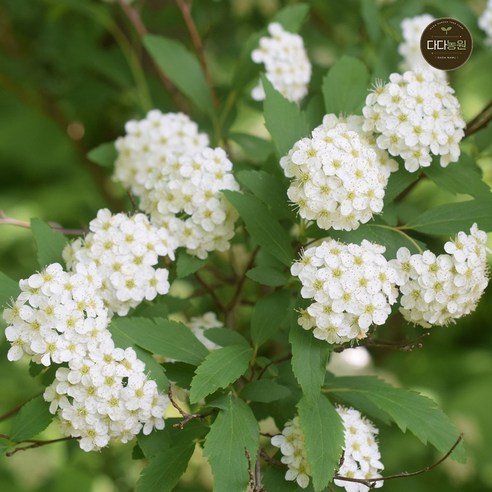 삭막한 베란다, 생기 넘치는 나만의 정원으로! 공조팝나무 묘목으로 만드는 작은 행복 공조팝나무