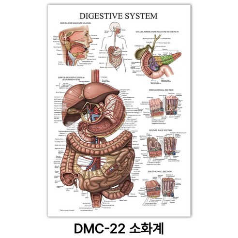 NEW 근육 해부학 포스터, DMC-22 소화계