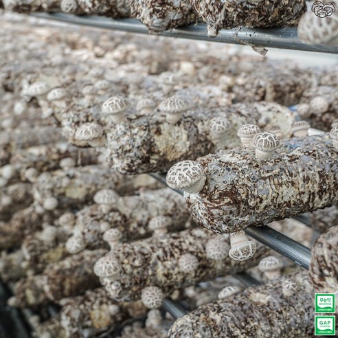푸짐한 대용량과 신선한 품질의 생표고버섯