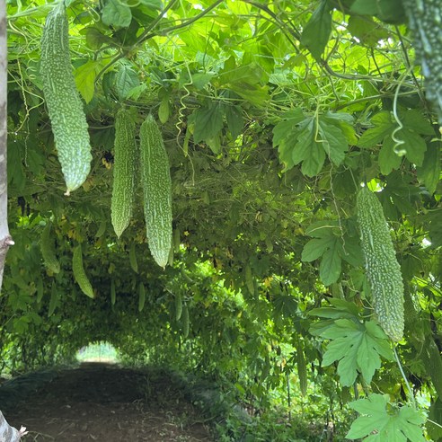 해남에서 온 고소한 맛, 건조한 식감의 풍부함을 만끽해보세요