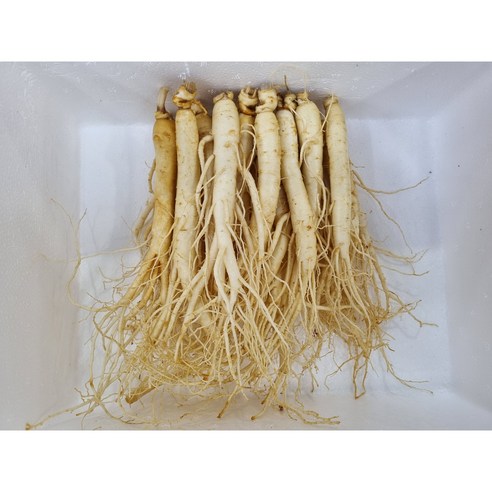 영업용삼계탕 짠잔이502g(34-54뿌리) 백숙용 튀김용 업소용 무료세척 무료산지배송 현대만석인삼사