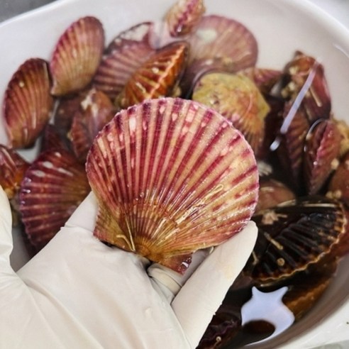 [장보리] 통영산 제철 홍가리비 1kg, 1개