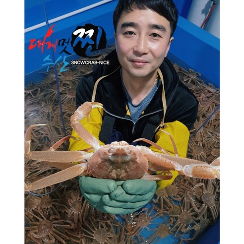 [산지직송] 동해안 구룡포 홍게 특가!, 홍게 대짜 1.5kg 3마리, 1개