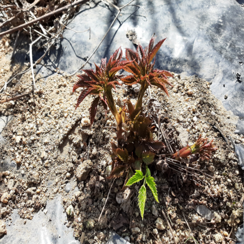 집에서 즐기는 미슐랭의 맛? 눈개승마 모종 심고 3년 기다린 후기! 눈개승마모종