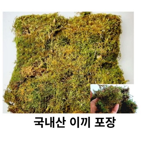 생이끼 80-90g 자연 테라리움 화분 포장이끼 천연이끼 삼이끼 포장용이끼 이끼화분 이끼재료, 1개