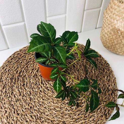 삭막한 베란다, 생기 넘치는 나만의 정원으로! 가을 담쟁이 활용법 고려담쟁이