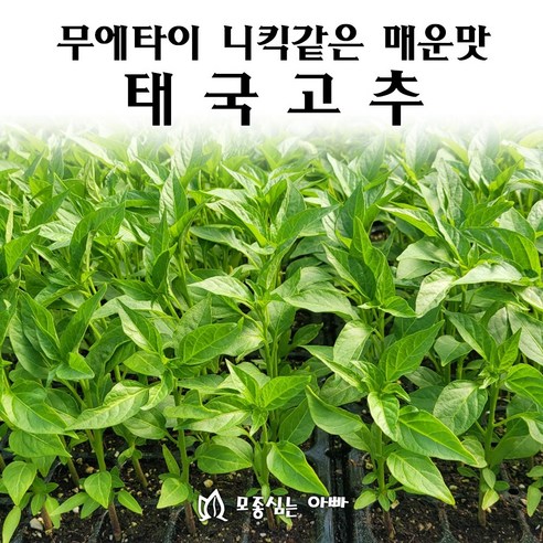 [모종심는아빠] 무에타이의 니킥같은 강렬한 매운맛 태국고추, 12개