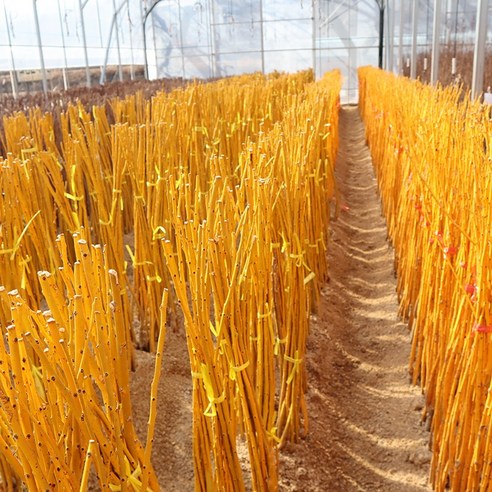 황금빛 행운을 심어, 꿈결 같은 정원을 완성하세요.