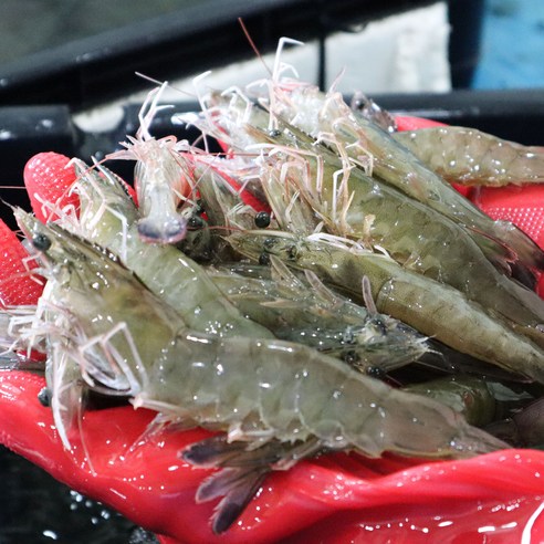 국내산 대왕 흰다리새우 대하 손질새우 500g 1kg, [급랭]국산 대왕 흰다리새우 1kg, 1개