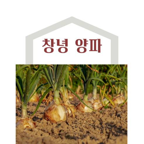 국내산 창녕 햇양파 산지직송 5kg 10kg 20kg, 10kg(소), 5개