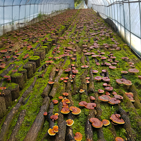 최고 평가를 받은 국산 유기농 영지버섯